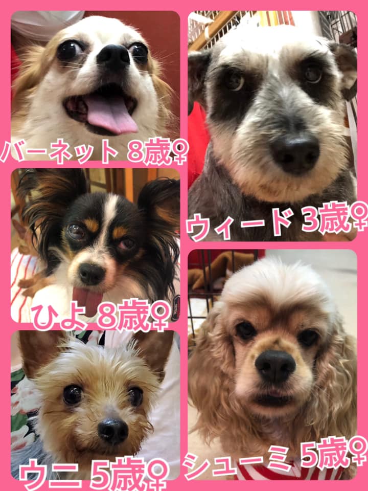 🐾今日の里親様募集中ワンコ🐶メンバーです🐾2020,7,11